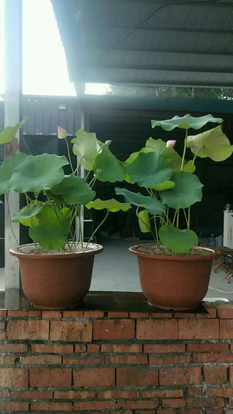 荷花品种苗工程苗量大从优