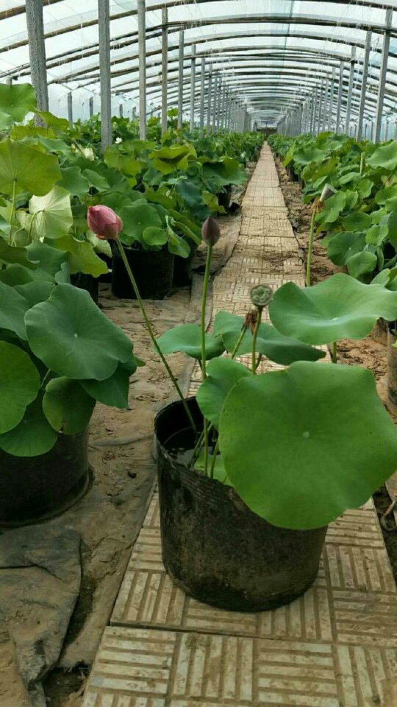 荷花品种苗工程苗量大从优