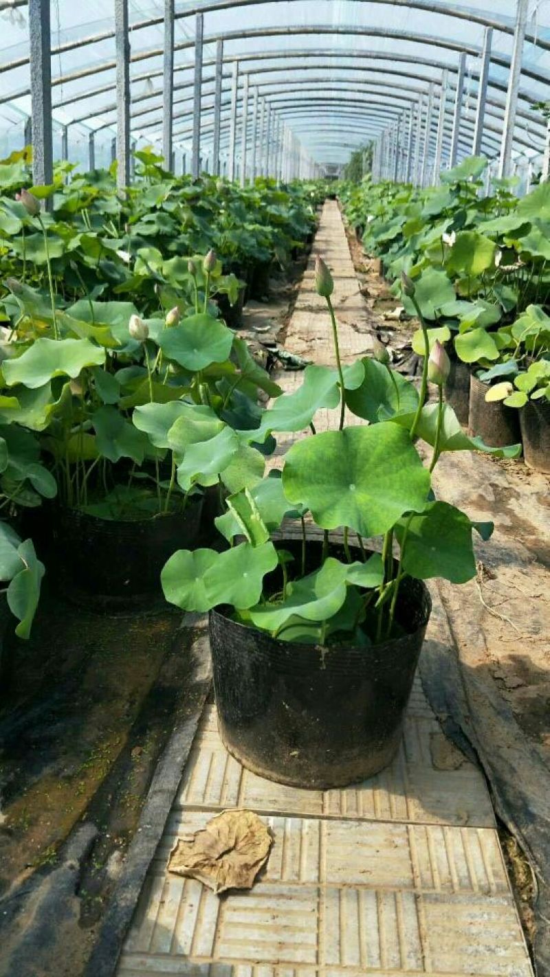 荷花品种苗工程苗量大从优
