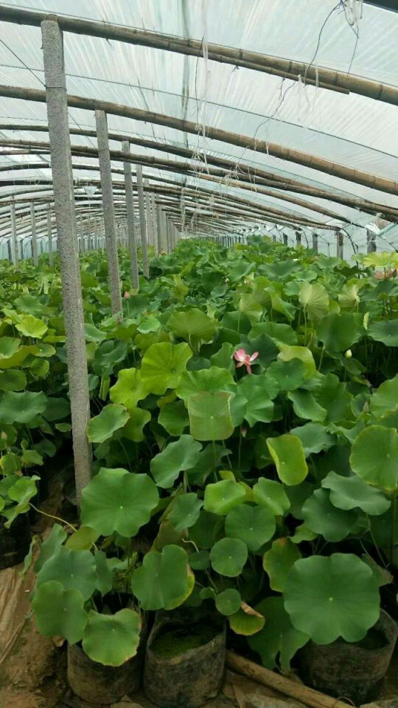 荷花品种苗工程苗量大从优