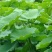大量新鲜荷叶供应