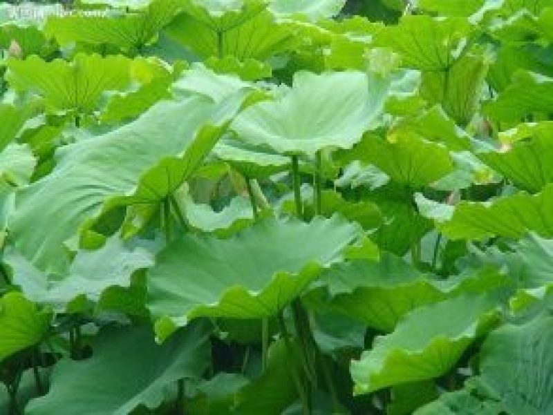大量新鲜荷叶供应