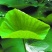 大量新鲜荷叶供应