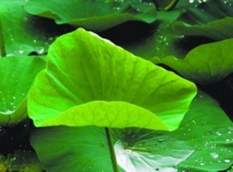 大量新鲜荷叶供应