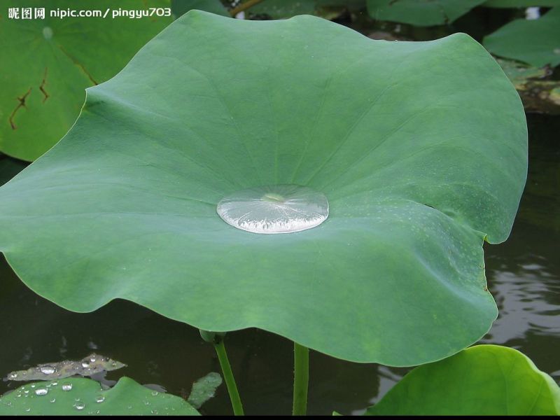 大量新鲜荷叶供应