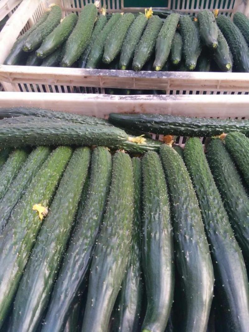 黄瓜