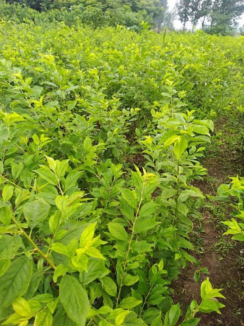 前卫红李子苗基地直供，保证质量，尽快发货