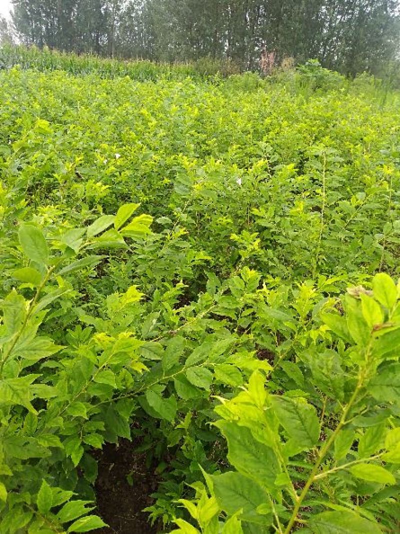 前卫红李子苗基地直供，保证质量，尽快发货