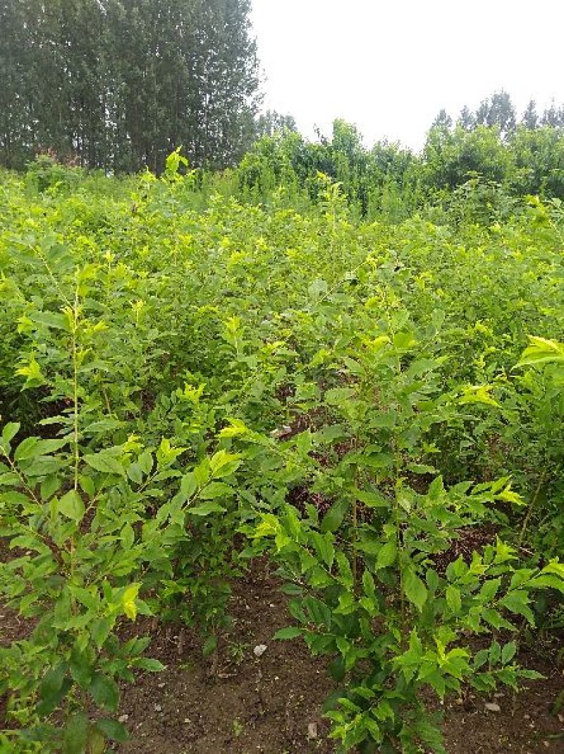 前卫红李子苗基地直供，保证质量，尽快发货