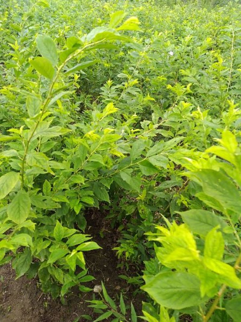 前卫红李子苗基地直供，保证质量，尽快发货