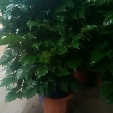 幸福树80~90cm