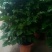 幸福树80~90cm