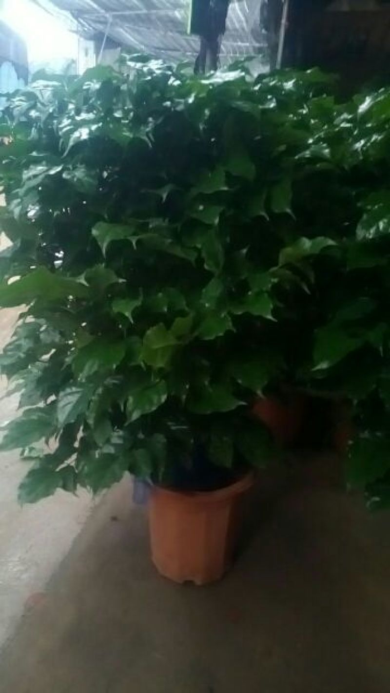 幸福树80~90cm