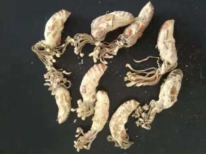 大量金蝉花对外出售