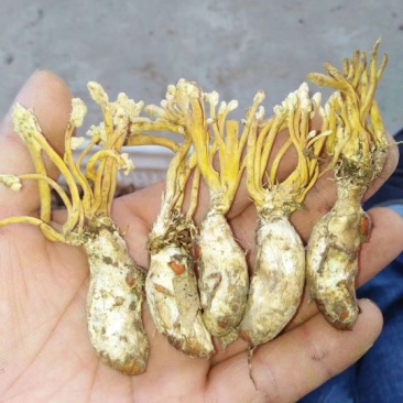 大量金蝉花对外出售