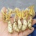 大量金蝉花对外出售