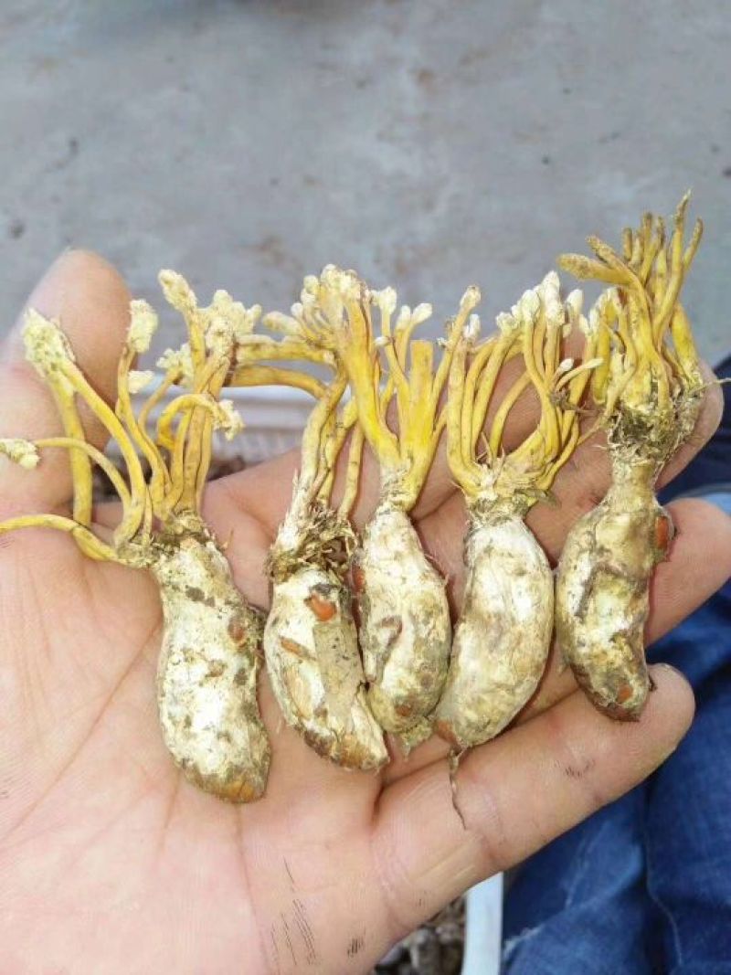 大量金蝉花对外出售