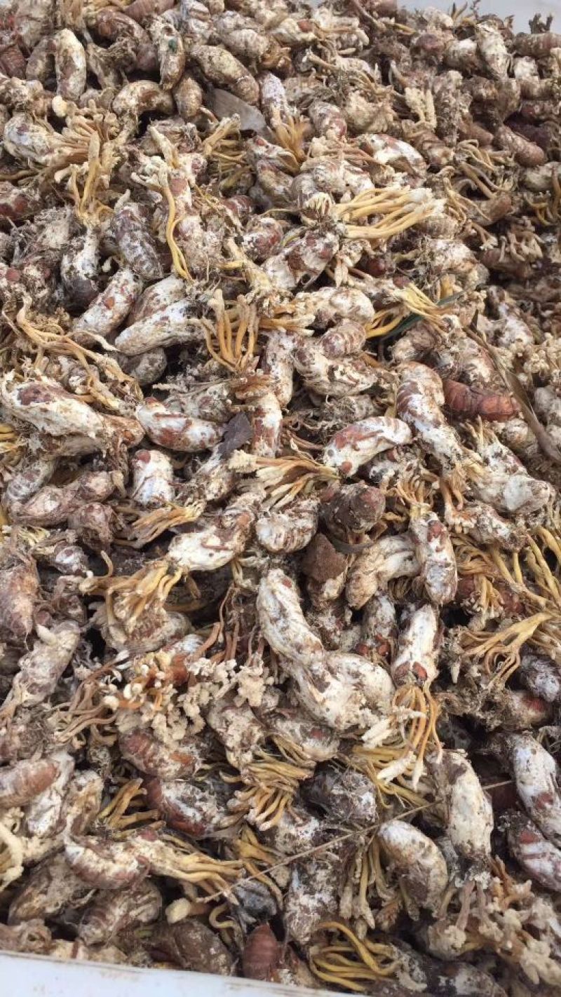 大量金蝉花对外出售
