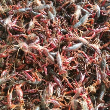 潜江虾子