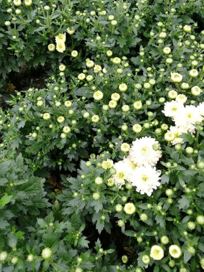 黄山贡菊七月菊太阳花白菊花批发