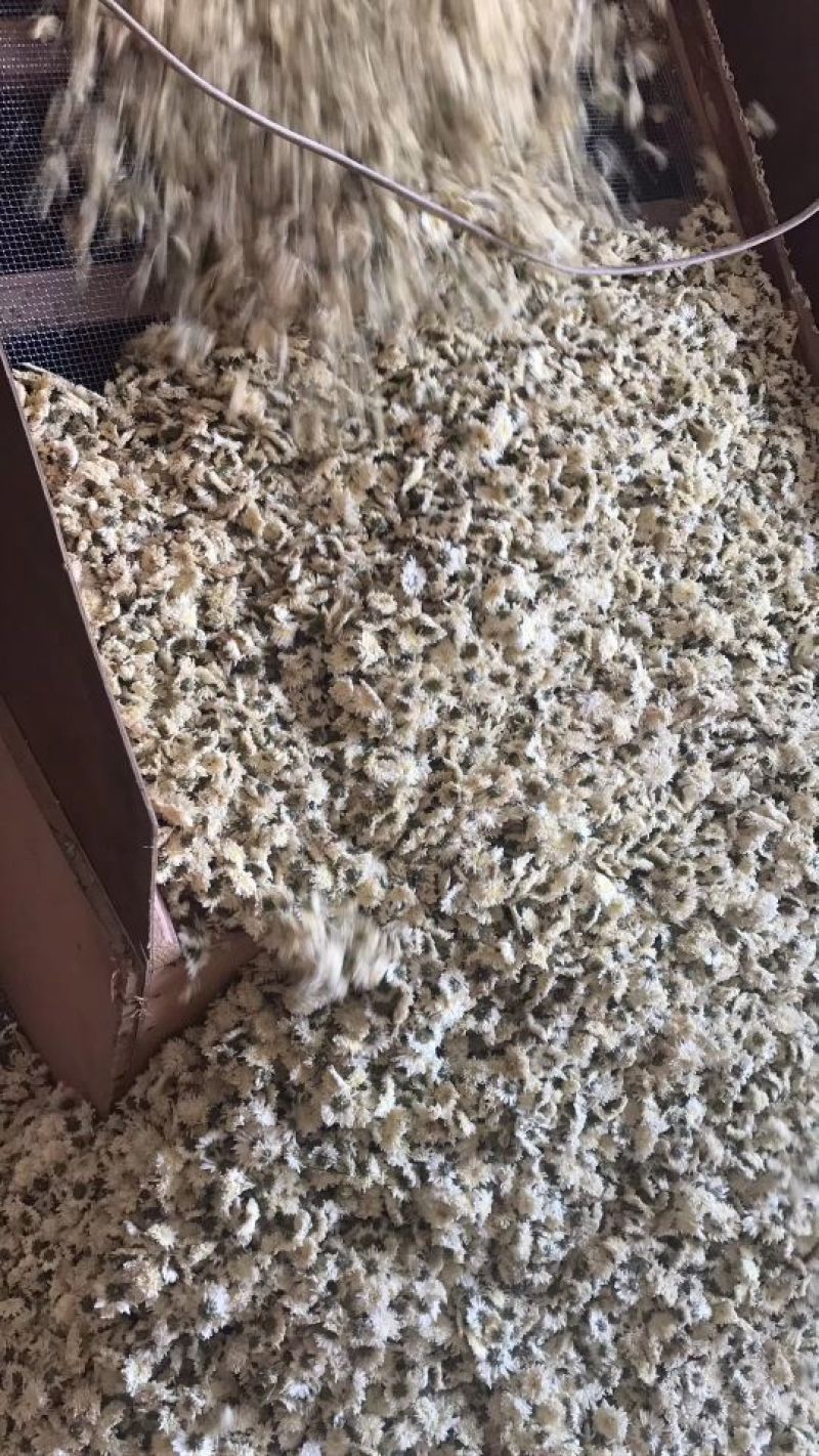 黄山贡菊七月菊太阳花白菊花批发