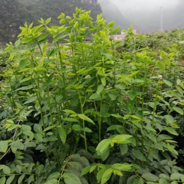 树仔菜五指山野菜树菜苗菜苗清甜爽口益肝菜
