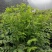 树仔菜五指山野菜树菜苗菜苗清甜爽口益肝菜
