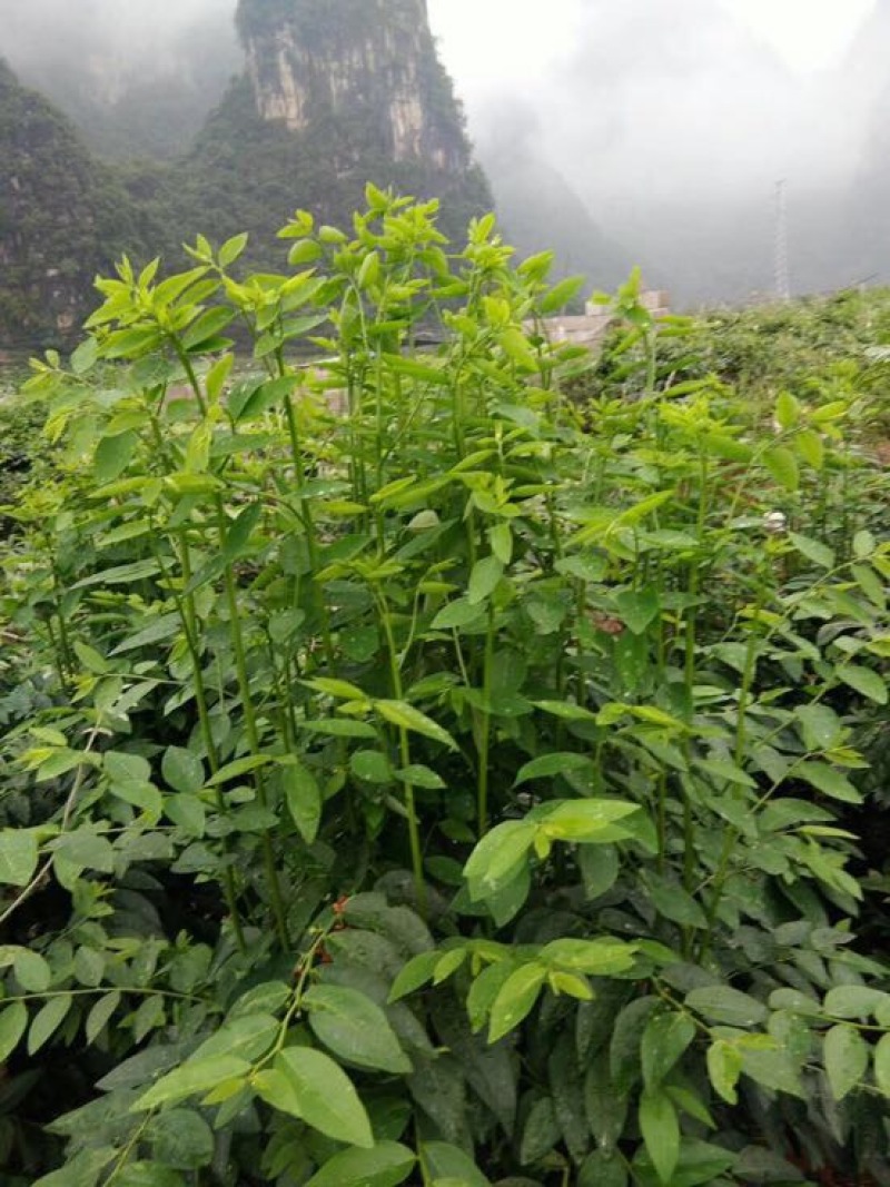 树仔菜五指山野菜树菜苗菜苗清甜爽口益肝菜