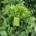 树仔菜五指山野菜树菜苗菜苗清甜爽口益肝菜