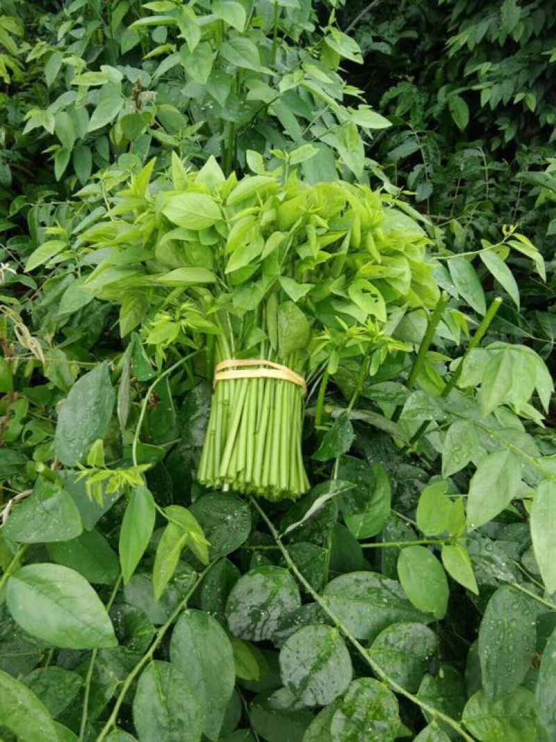 树仔菜五指山野菜树菜苗菜苗清甜爽口益肝菜