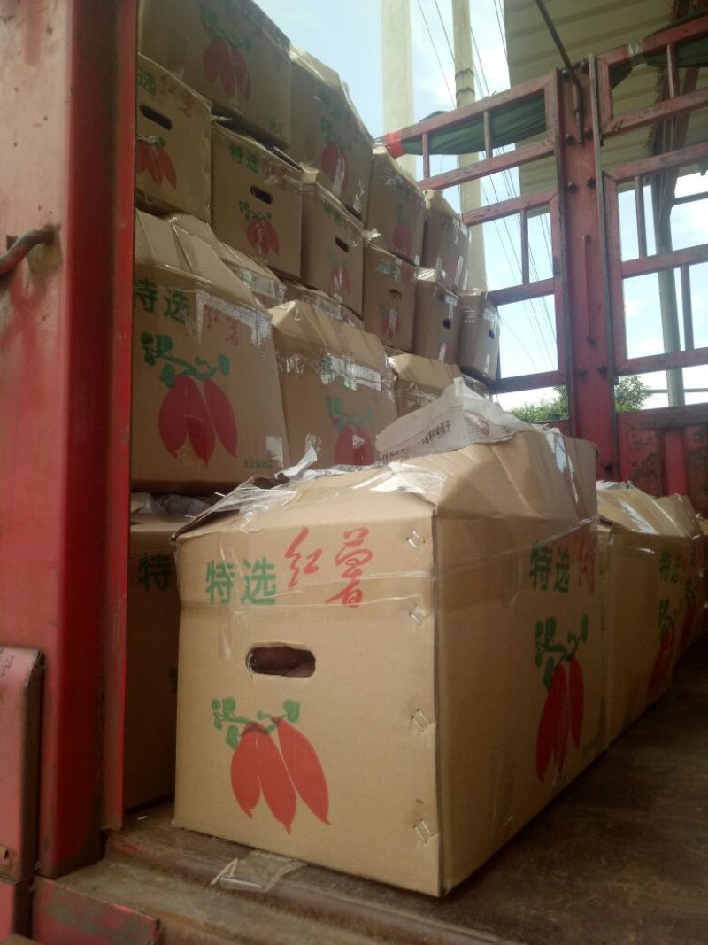 北京红地瓜六鳌地瓜沙地种植