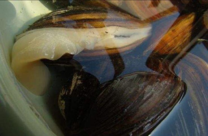 河蚌