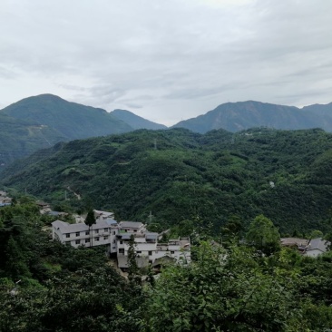 红豆杉苗