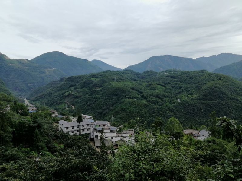 红豆杉苗