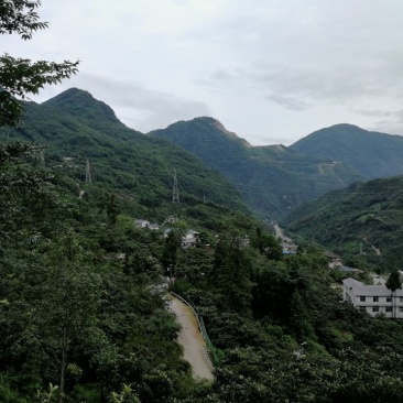 红豆杉苗