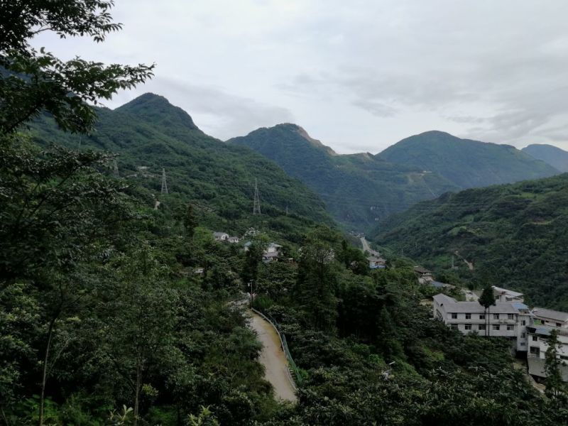 红豆杉苗