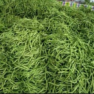 架豆角（绿，白）