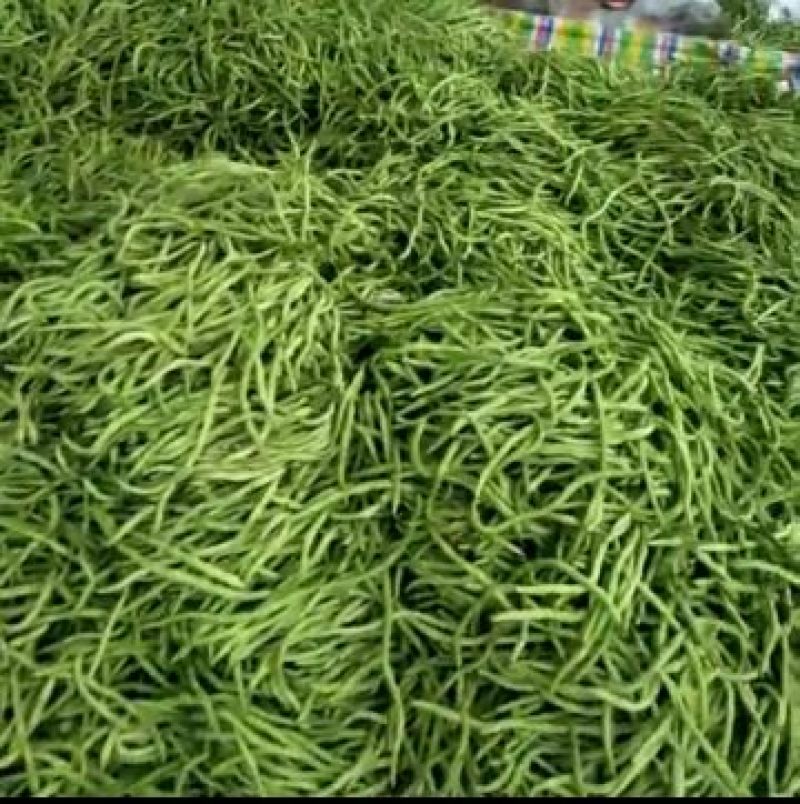 架豆角（绿，白）