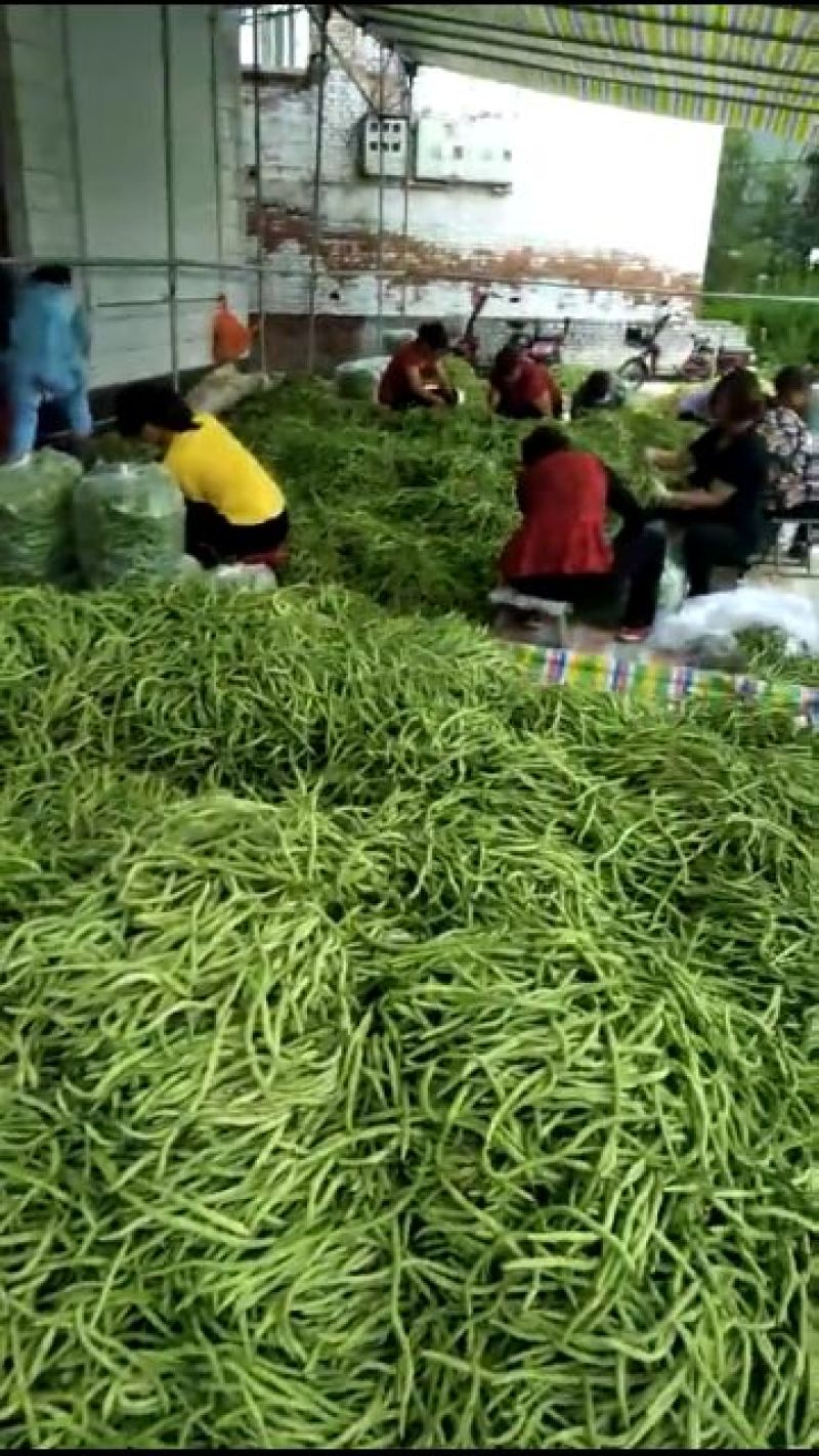 架豆角（绿，白）