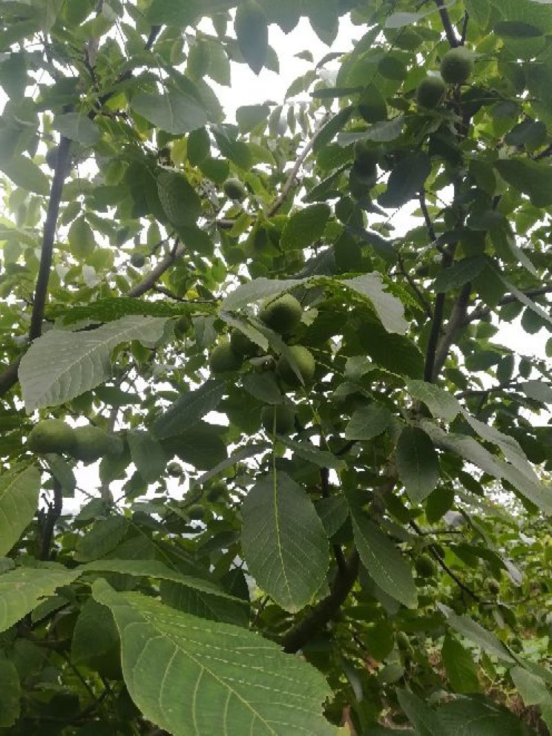 青皮核桃