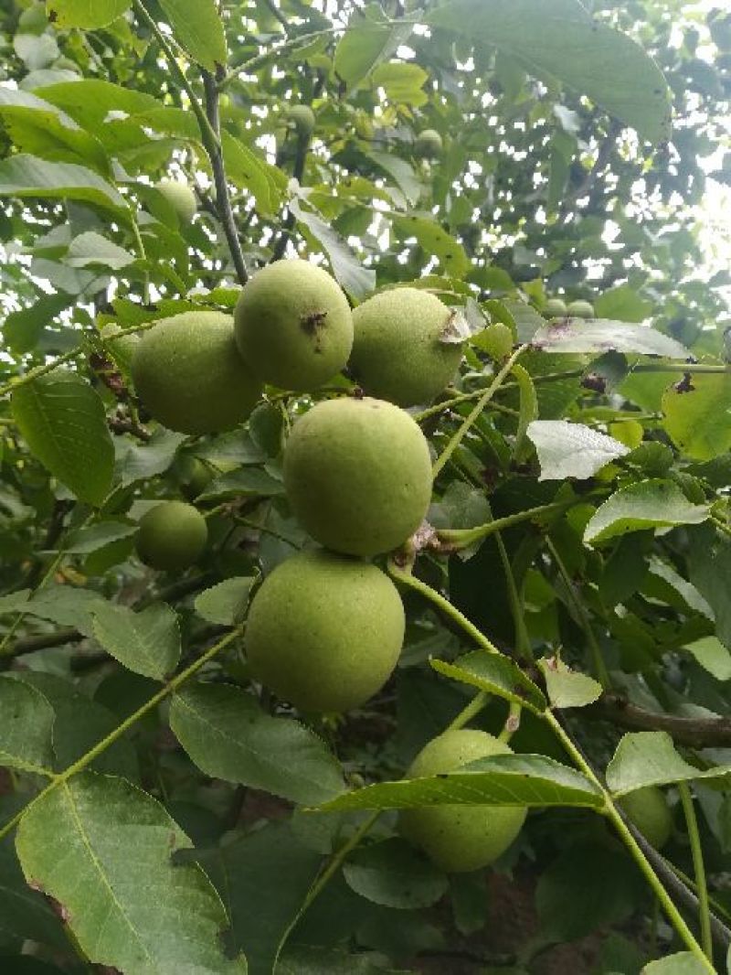青皮核桃
