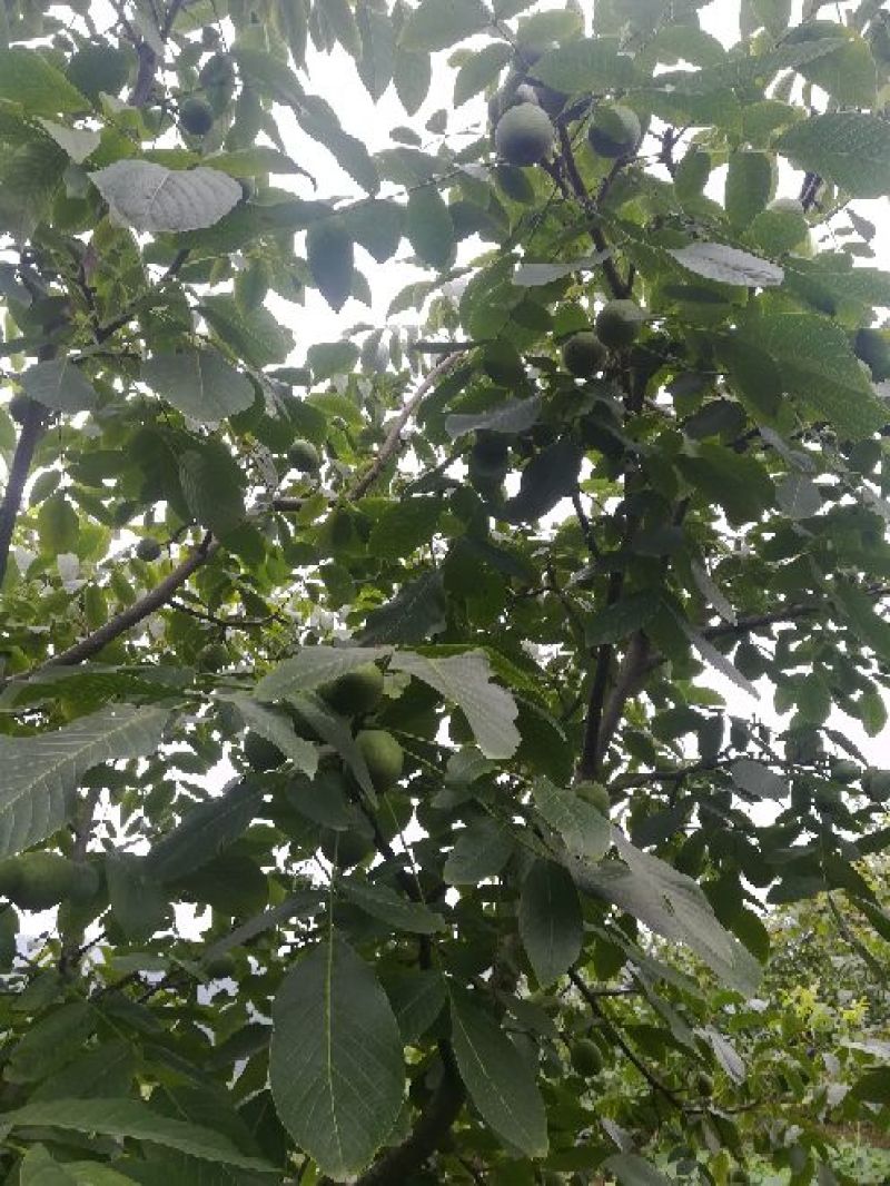 青皮核桃