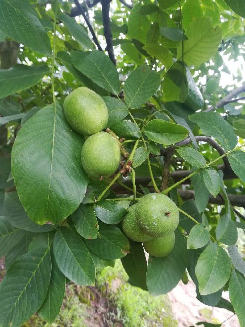 青皮核桃