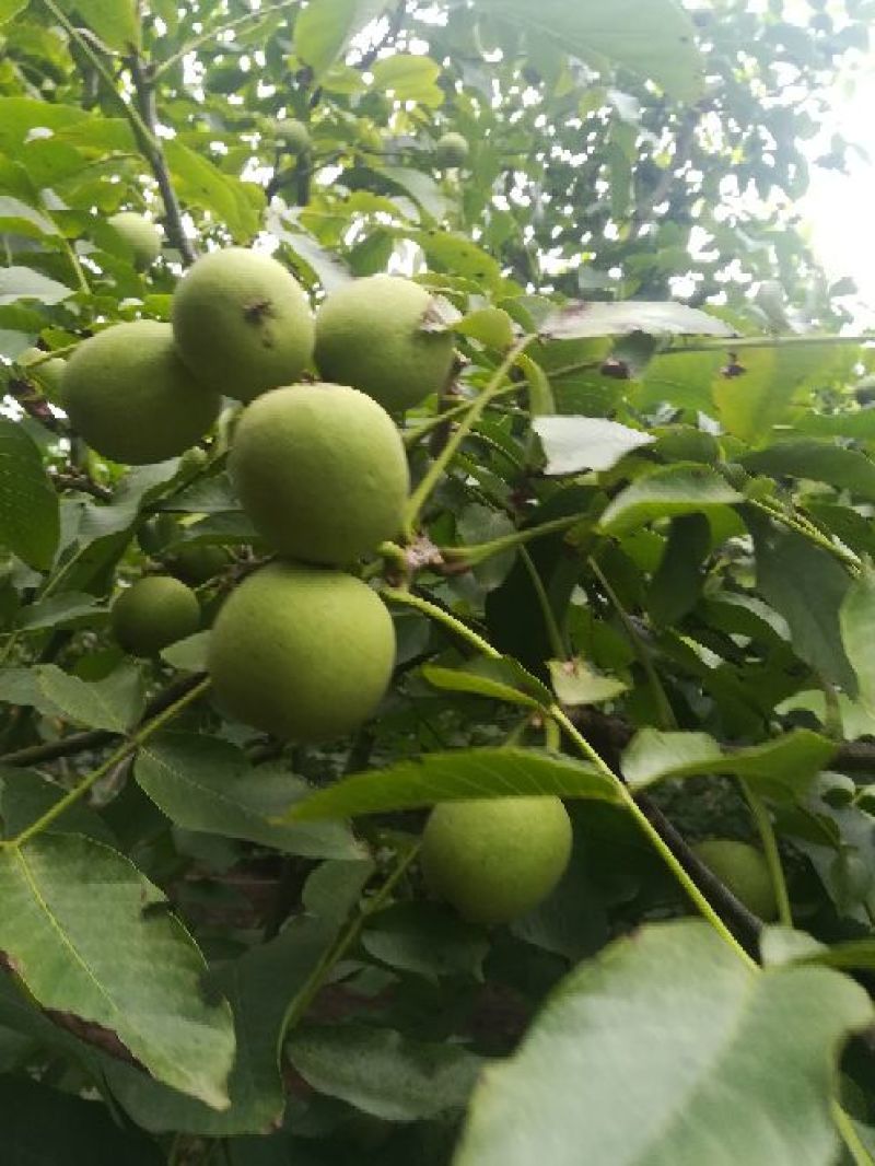 青皮核桃