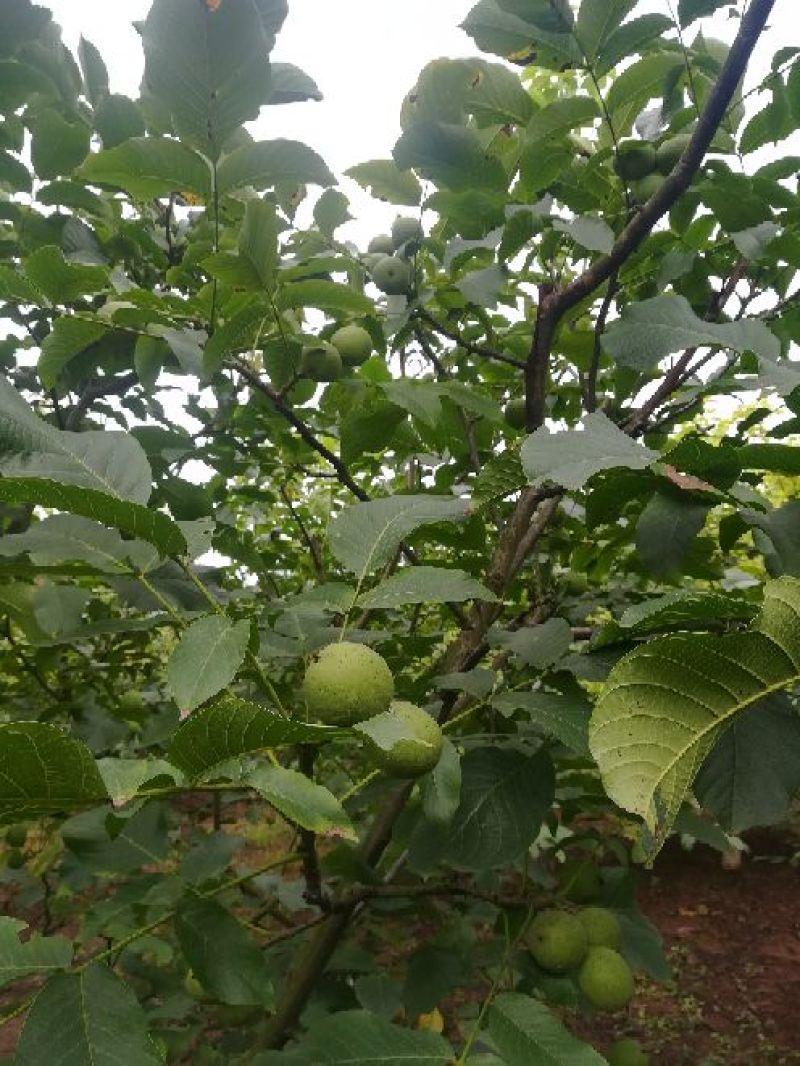青皮核桃