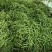 架豆角包括，（绿，白）豆角，硬粉西红柿。