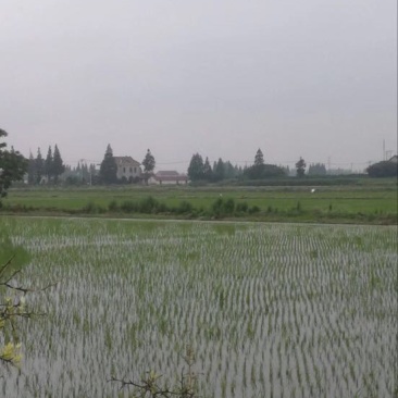 南粳5055新米特级