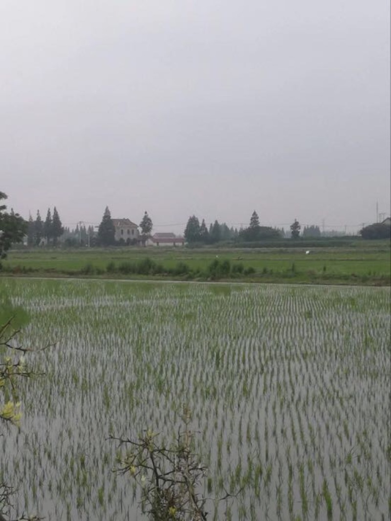 南粳5055新米特级