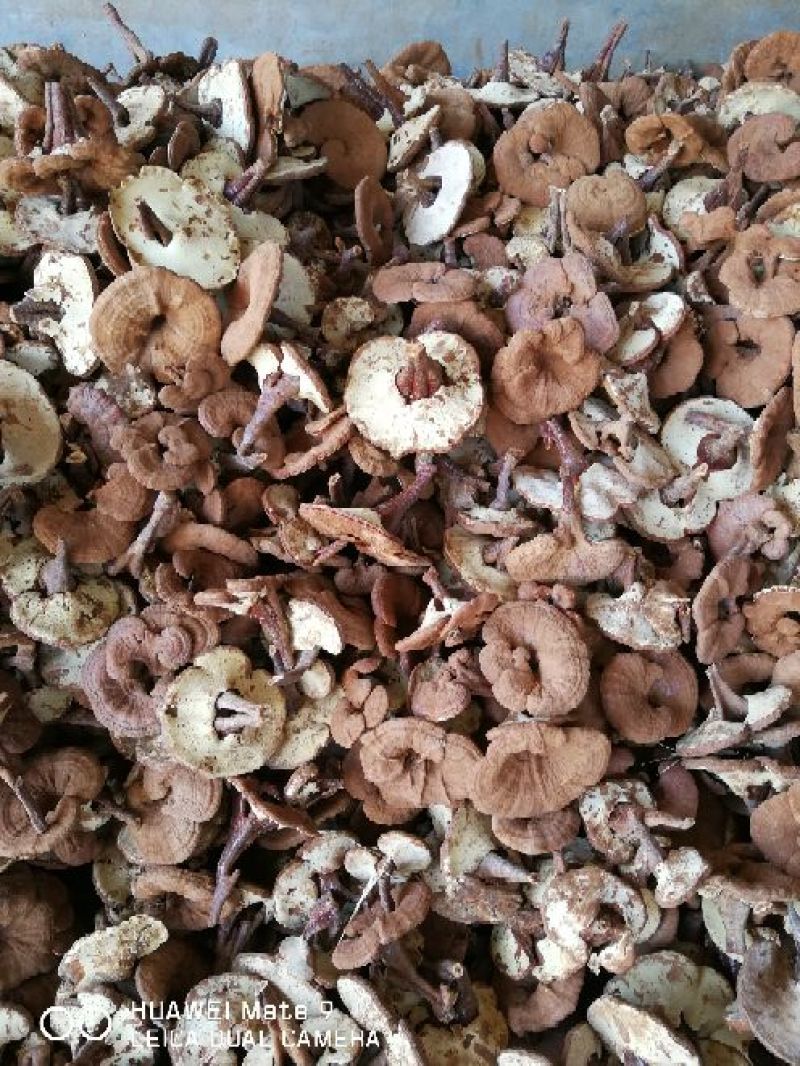 大量批发灵芝