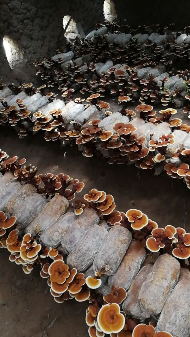 大量批发灵芝